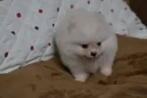 ポメラニアン【愛知県・女の子・2024年8月10日・ホワイト】の写真3
