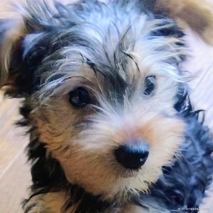 ブリーダー画像