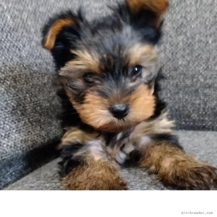 ID：2506-02665の子犬