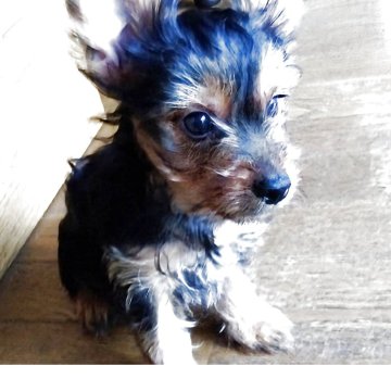 ヨークシャーテリア【愛媛県・男の子・2025年7月23日・スチールブルータン】の写真「ワクチン接種料をサービスします」