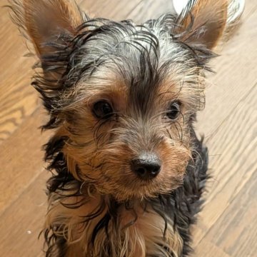 ヨークシャーテリア【愛媛県・男の子・2025年7月23日・スチールブルータン】の写真「今週いっぱいの特別価格です」