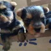 ヨークシャーテリア【愛媛県・男の子・2025年7月23日・スチールブルータン】の写真7