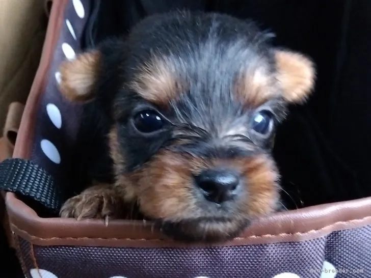 ID：2211-04004の子犬