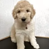 スタンダードプードル