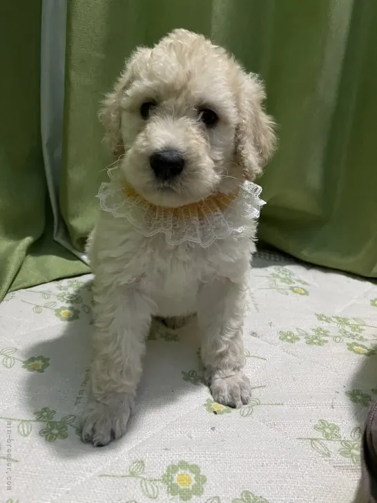 やまうち 様のお迎えした子犬