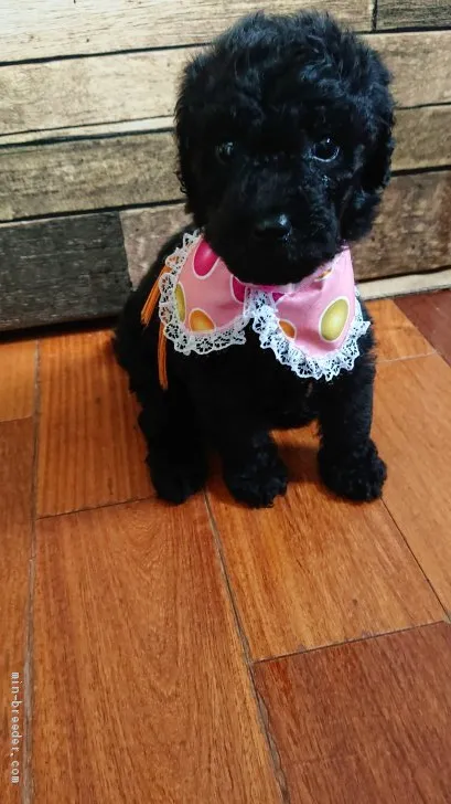ID:2006-02388の子犬