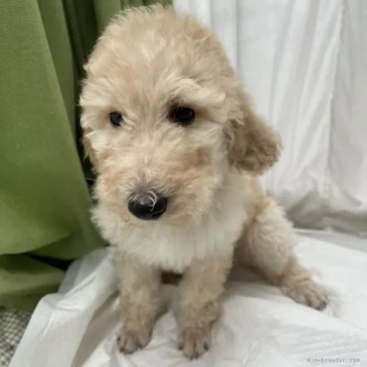 ID：2303-05627の子犬