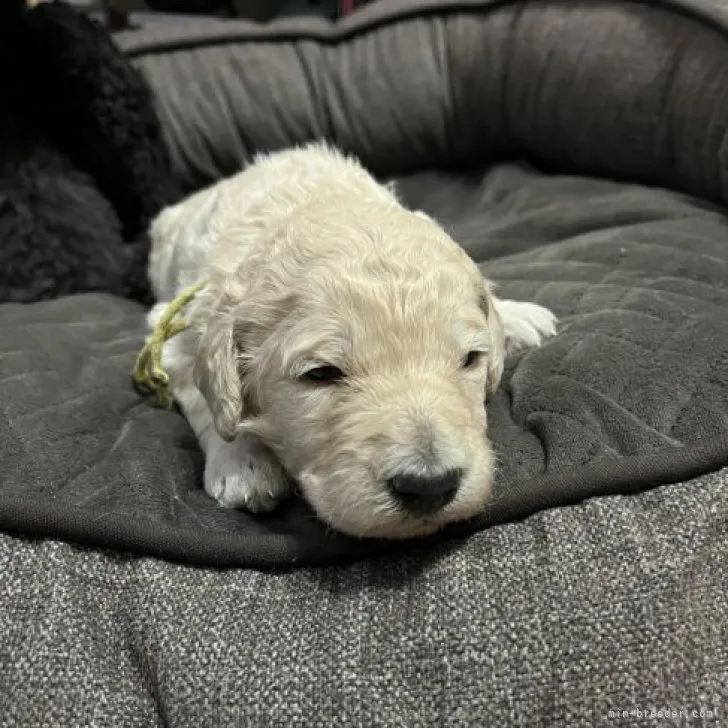 ID:2303-05619の子犬
