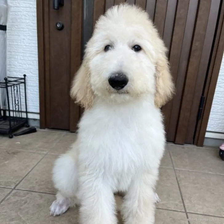 ID:2303-05624の子犬