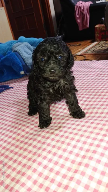 ID：2109-02171の子犬