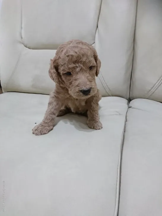 ロウたん 様のお迎えした子犬
