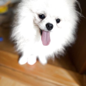 ポメラニアン【広島県・男の子・2024年11月21日・ホワイト】の写真「チャオリア血統100%」