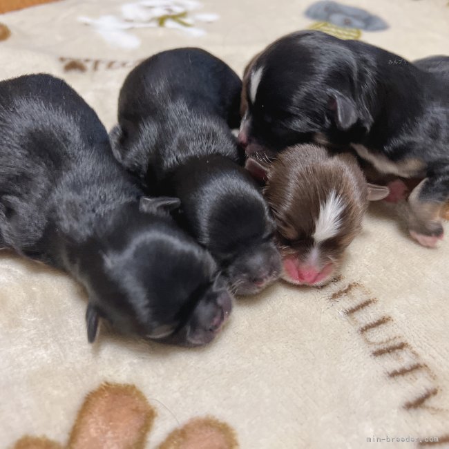 新井麻紗子ブリーダーのブログ：チワワベイビー🍼誕生しました🐶💕