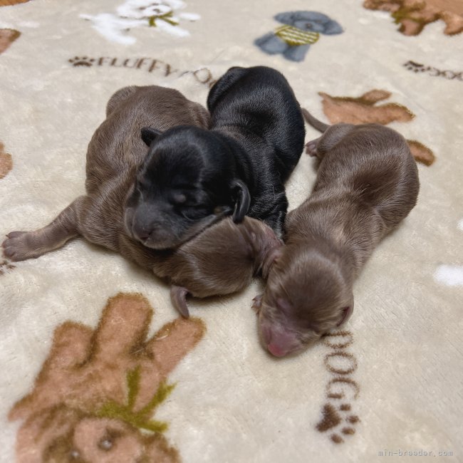 新井麻紗子ブリーダーのブログ：ミニチュアダックスのベイビー🐣誕生しました❣️