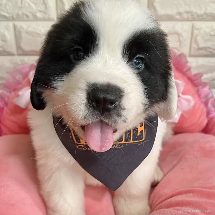 ID:2504-00640の子犬