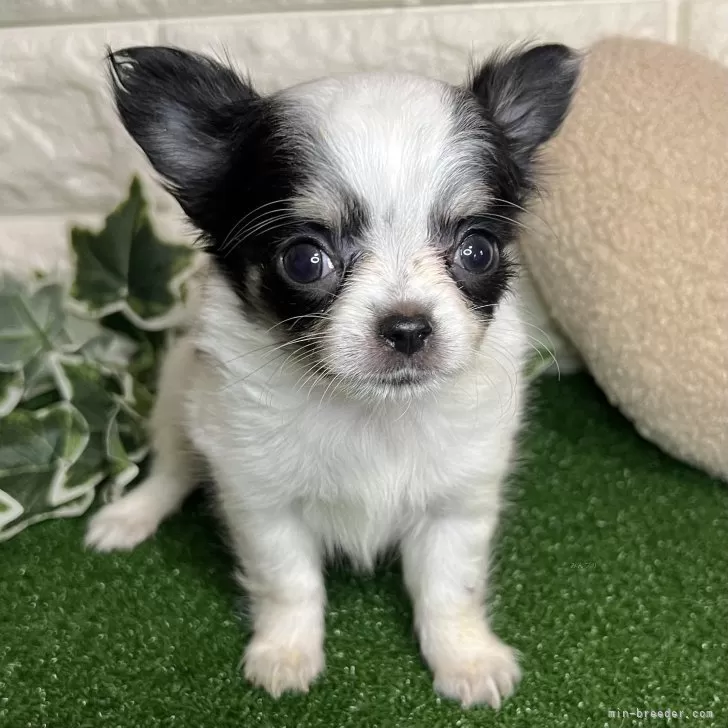 ID：2502-01100の子犬