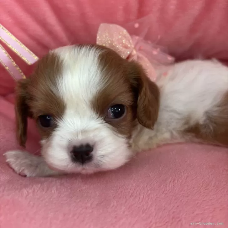 ID:2507-00007の子犬