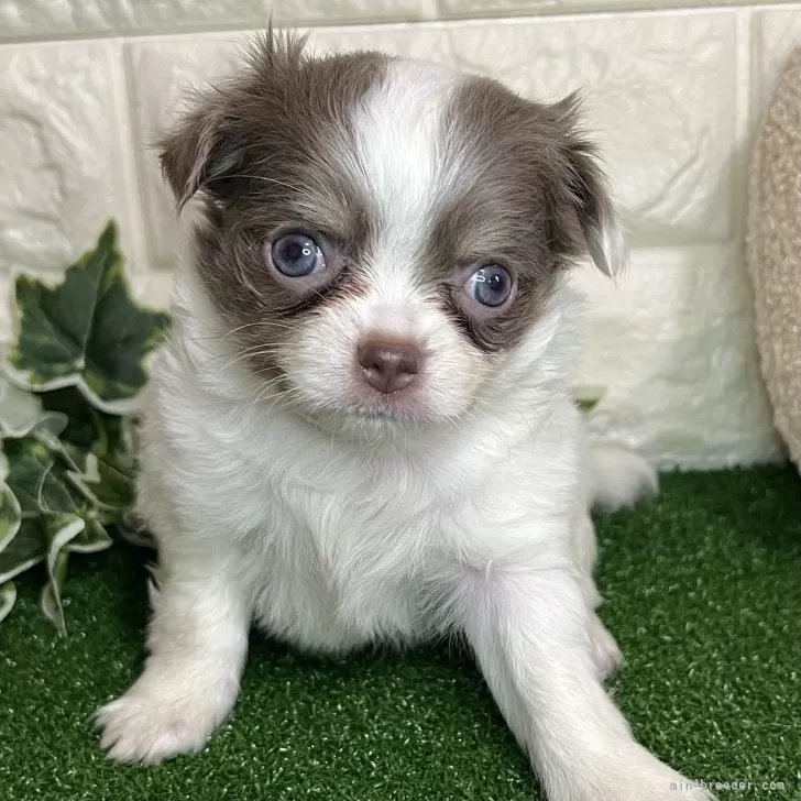 ID:2502-02277の子犬