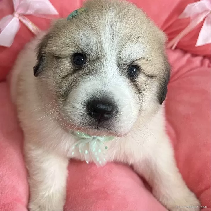 ID：2503-08294の子犬
