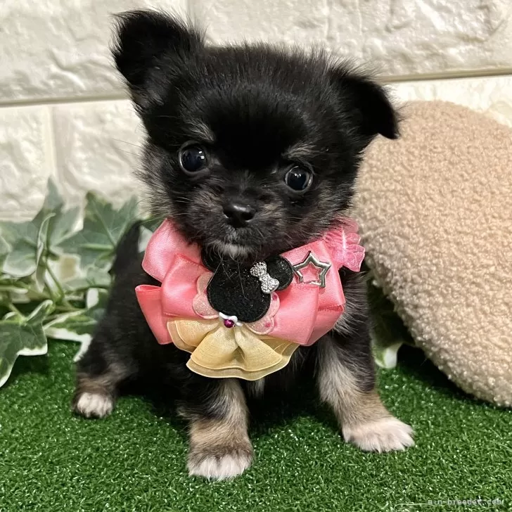 ID:2411-05278の子犬