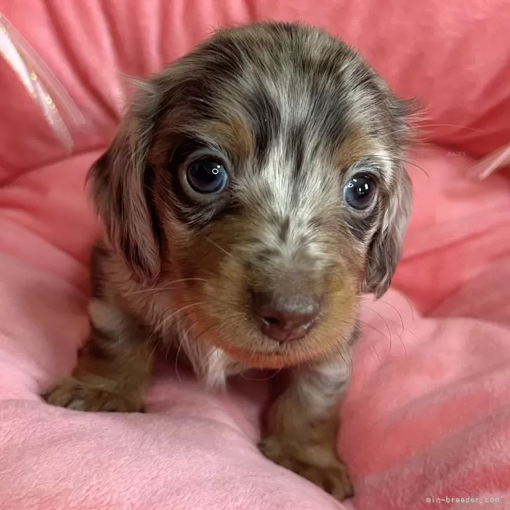 ID：2504-06178の子犬