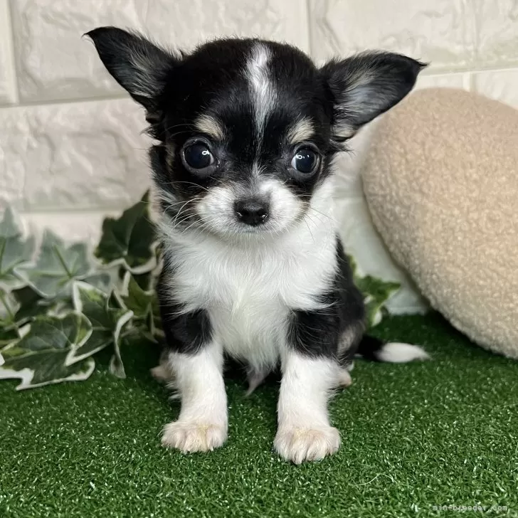 ID：2502-01077の子犬