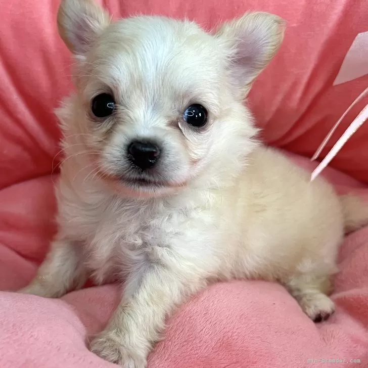 ID:2505-03644の子犬