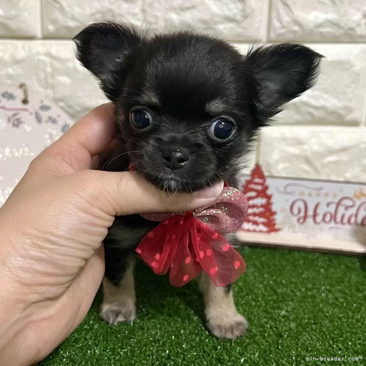 ID:2501-00190の子犬