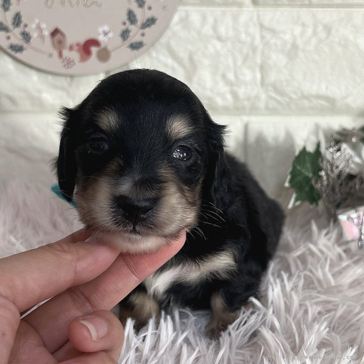 ブリーダー画像