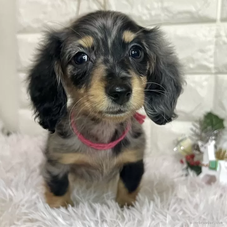 ミニチュアダックスフンド(ロング)【群馬県・女の子・2025年9月25日・シルバーダップル】の写真1「💓小顔な美人さん💓」