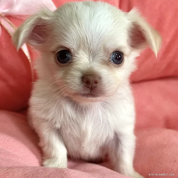 ID:2505-03595の子犬