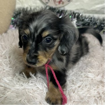 ミニチュアダックスフンド(ロング)【群馬県・女の子・2025年9月25日・シルバーダップル】の写真「💓活発な癒し系ベビ💓」