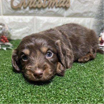 ミニチュアダックスフンド(ロング)【群馬県・女の子・2025年11月16日・チョコレートタン】の写真「💓こっくりとしたチョコレートカラー💓」