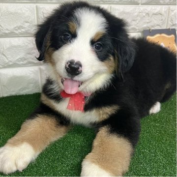 バーニーズ・マウンテン・ドッグ【群馬県・女の子・2025年9月6日・ブラックラストアンドホワイト】の写真「💓マイペースな癒し系レディ💓」