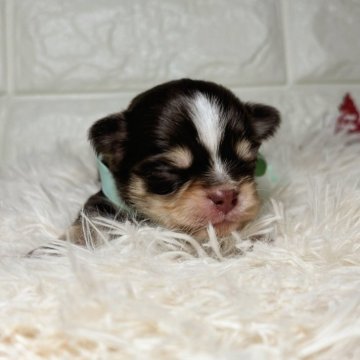 チワワ(ロング)【群馬県・男の子・2025年11月16日・チョコレートタンホワイト】の写真「💓担当スタッフイチオシ💓」