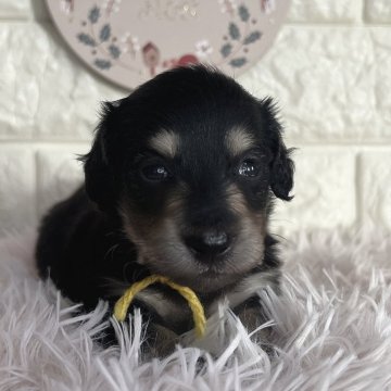 ミニチュアダックスフンド(ロング)【群馬県・男の子・2025年10月25日・ブラックイエロー】の写真「食いしんボーイ🍴🌟」