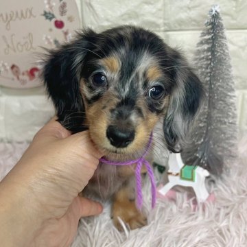 ミニチュアダックスフンド(ロング)【群馬県・女の子・2025年9月25日・シルバーダップル】の写真「美人さんです💓 11/23まで見学可能✨」