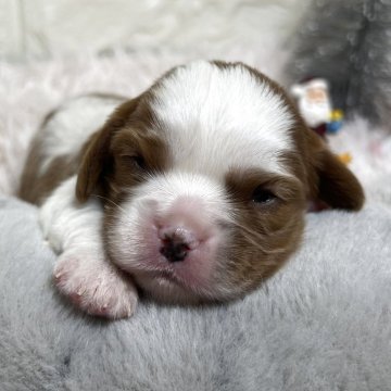 キャバリア【群馬県・女の子・2025年11月22日・ブレンハイム】の写真「💓ブラウン×ホワイトのバランス💮美人ちゃん💓」