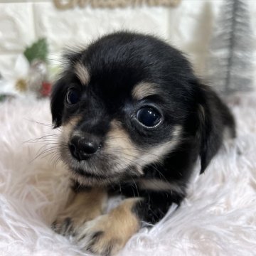 チワックス(チワワ×ダックスフンド)【群馬県・男の子・2025年10月23日・ブラックタンホワイト】の写真「💓食欲旺盛とってもキュート坊や💓」