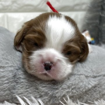 キャバリア【群馬県・女の子・2025年11月22日・ブレンハイム】の写真「💓こっくりブラウン多めの美人ちゃん💓」