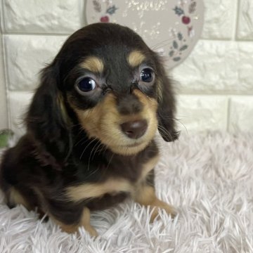 ミニチュアダックスフンド(ロング)【群馬県・女の子・2025年9月25日・チョコレートタン】の写真「人懐こい甘えん坊さん💓11/23まで見学可能✨️」