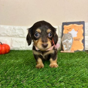 ミニチュアダックスフンド(ロング)【群馬県・女の子・2025年9月25日・チョコレートタン】の写真「💓人懐こい甘えん坊ガール💓」