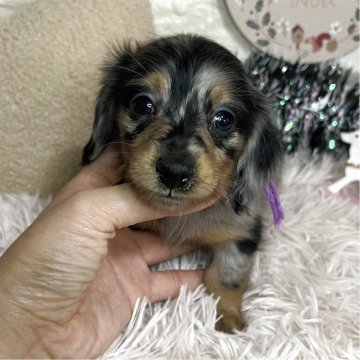 ミニチュアダックスフンド(ロング)【群馬県・女の子・2025年9月25日・シルバーダップル】の写真「💓全力で美人さんです💓」