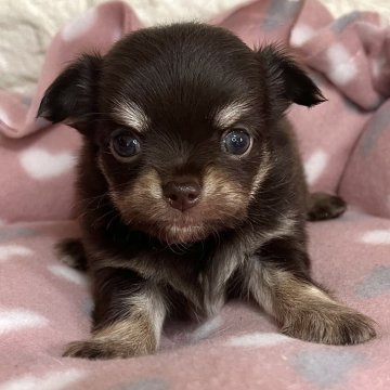 チワワ(ロング)【群馬県・男の子・2025年3月19日・チョコレートタン】の写真「イケメンくん︎🌟」