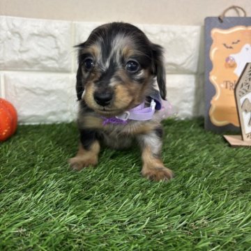 ミニチュアダックスフンド(ロング)【群馬県・女の子・2025年9月25日・シルバーダップル】の写真「💓全力で美人さんです💓」