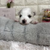 ミックス(ビションフリーゼ×マルチーズ)