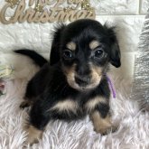 ミニチュアダックスフンド(ロング)