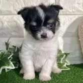 チワマル(チワワ×マルチーズ)【群馬県・女の子・2024年12月7日・ホワイトブラックタン】の写真1