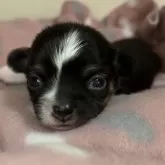 チワワ(ロング)