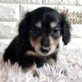 ミニチュアダックスフンド(ロング)